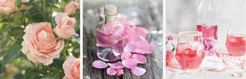  French Rose Flower Water, Damask Rose Flower Extract, Rosa Centifolia Flower Extract